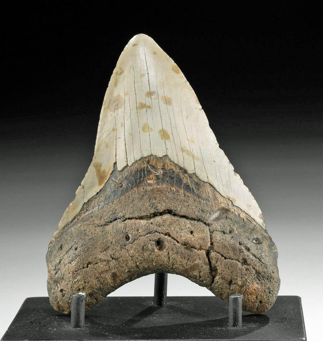 Fossilized Megalodon Tooth w/ Gray & Brown Hues: **Originally Listed At $250** Ancient Seas, North America, Middle Miocene to end of Pliocene eras, ca. 28 to 1.5 million years ago. A beautiful, fossilized tooth from the mighty prehistoric shark, the