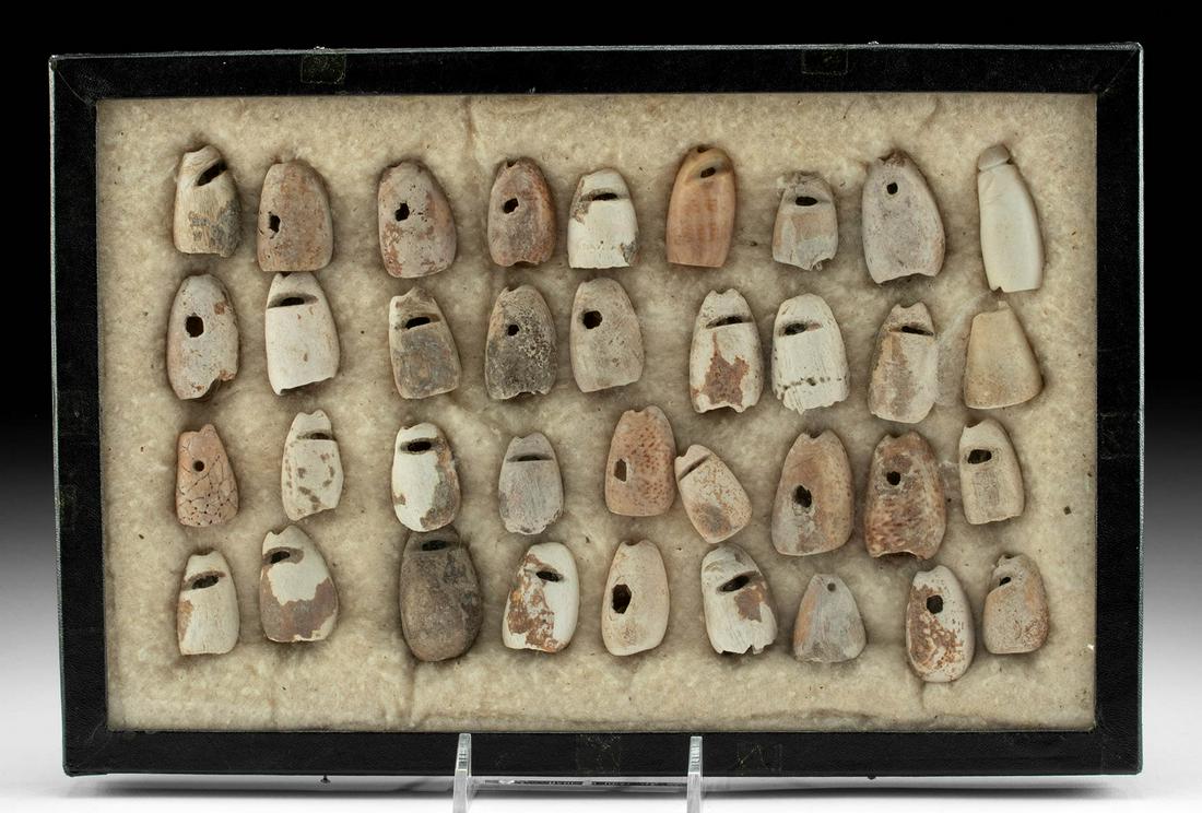 36 Mississippian Olive Snail Shells (1 of 3)