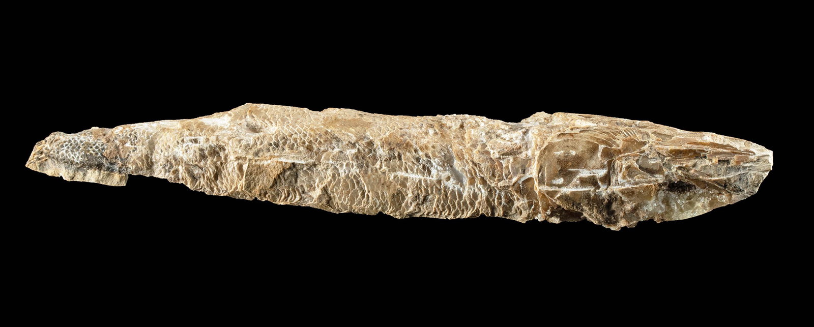 Prehistoric Cretaceous Fossilized Fish Rhacolepis? (1 of 3)