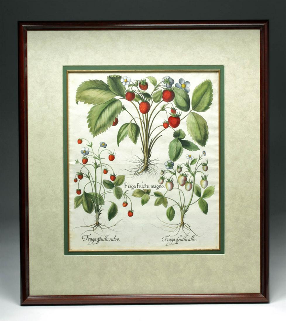 Besler Botanical Engraving - Strawberries (1613) (1 of 5)