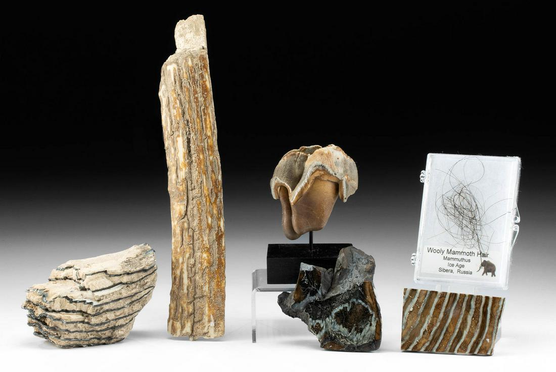 Fossilized Mammoth & Rhino Teeth, Ivory, & Hair: **Originally Listed At $250** Northern Asia, Russia, Siberia, Pleistocene (Ice Age), ca. 35,000 to 10,000 years ago; Eastern Europe, Romania, Miocene, ca. 23 million years ago; North America, Alaska, 