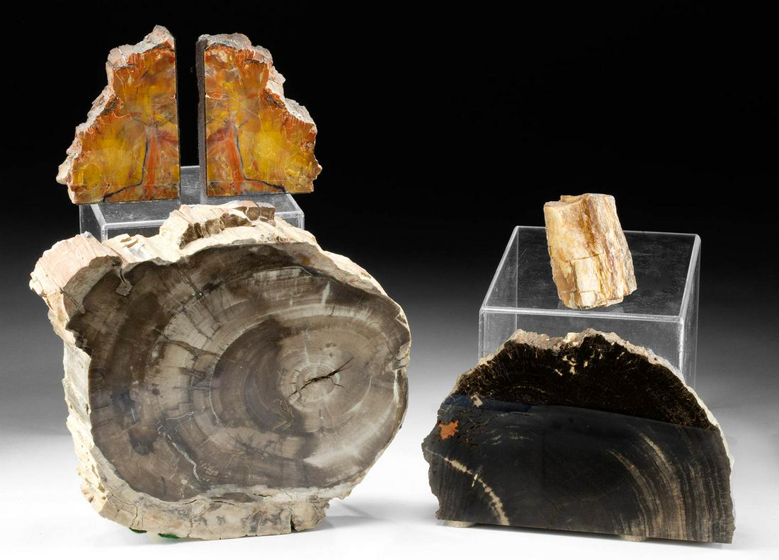 Group of 5 Late Triassic Petrified Wood Slabs (1 of 3)