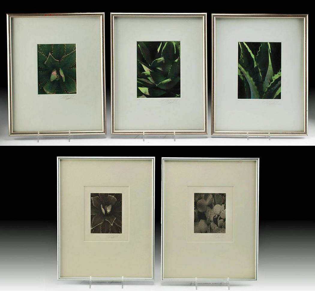 1987 Michael Ricker Photos Succulents