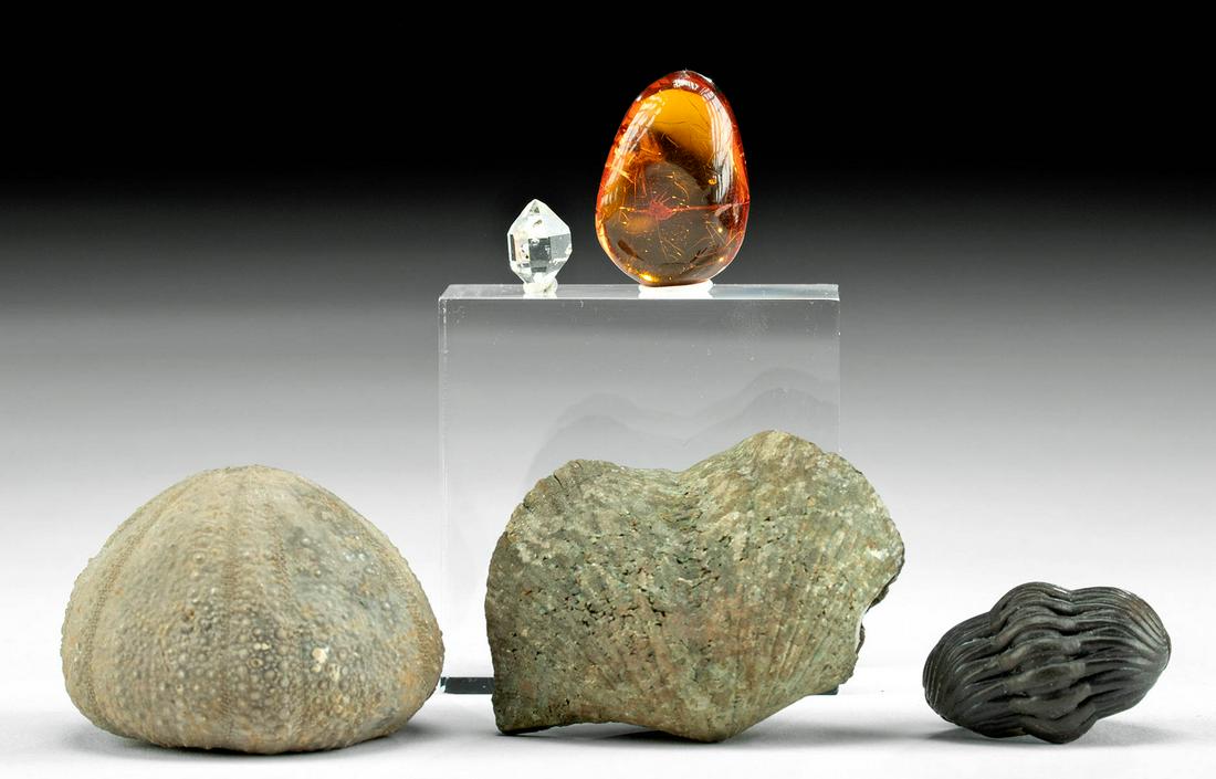 Marine Fossils, Amber, & Herkimer Quartz (5 pcs) (1 of 2)