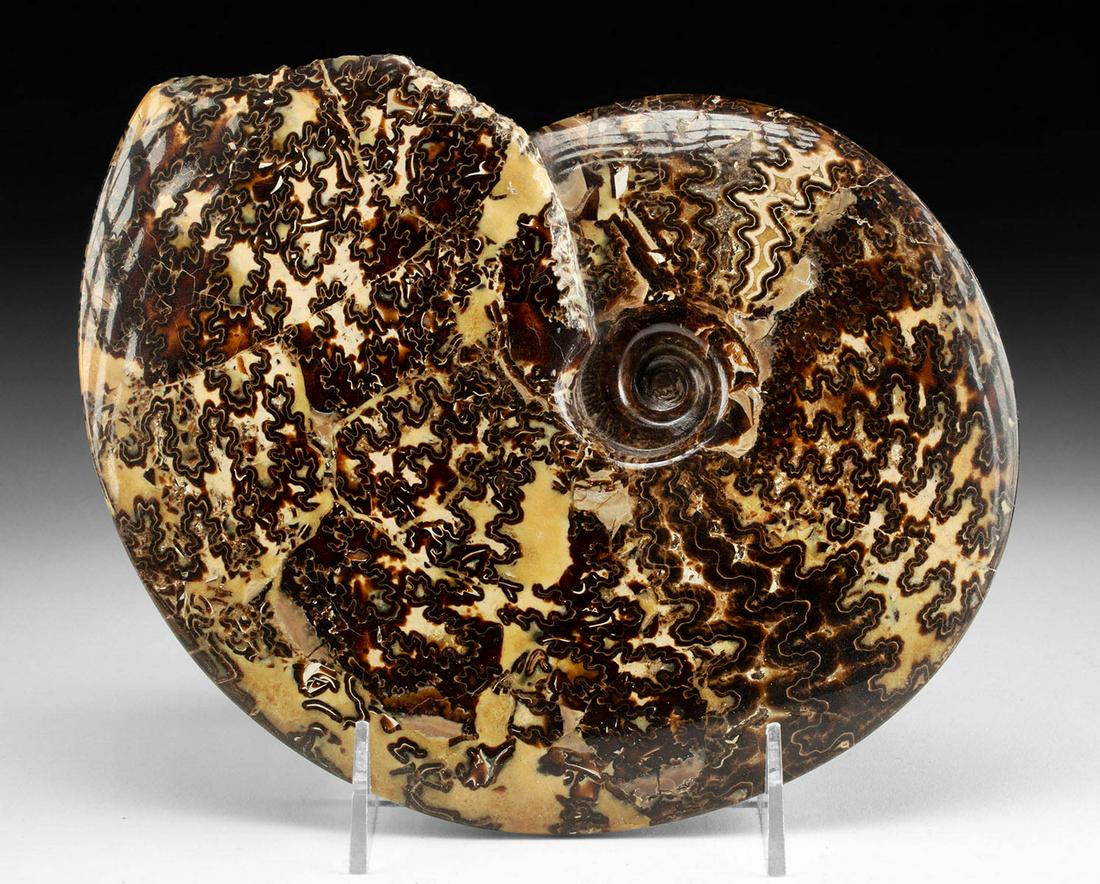 Fossilized Cretaceous Ammonite Sutured Shell (1 of 4)