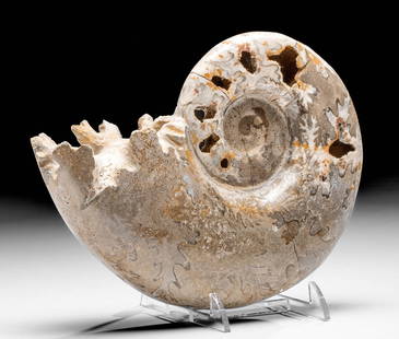 Jurassic / Cretaceous Fossilized Ammonite: **Originally Listed At $500** East Africa, Madagascar, Jurassic to Cretaceous period, ca. 200 to 66 million years ago. A superb, fossilized ammonite that is fully excavated from the sediment with a lo