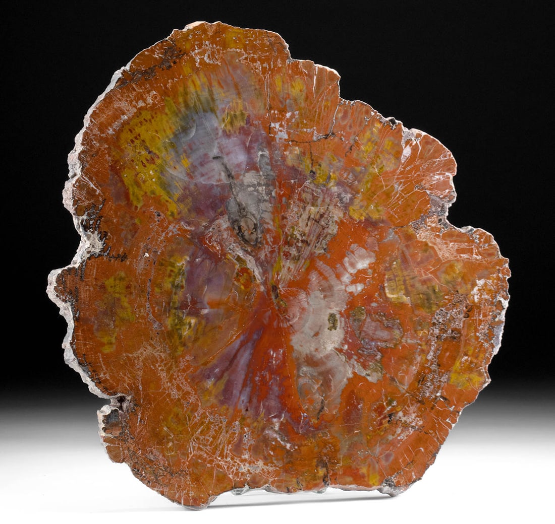 Arizona Triassic Fossilized Petrified Wood Slab (1 of 2)