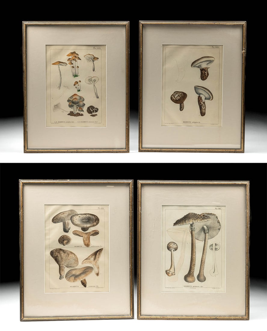 19th C. Italian Hand-Colored Lithographs of Mushrooms (1 of 8)
