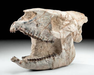 Superb Fossilized Hyracodon Running Rhino Skull: North America, Western United States, White River Badlands, South Dakota, Pennington County, Upper Brule Formation, Oligocene, ca. 33 million years ago. A rare and nearly complete fossilized upper