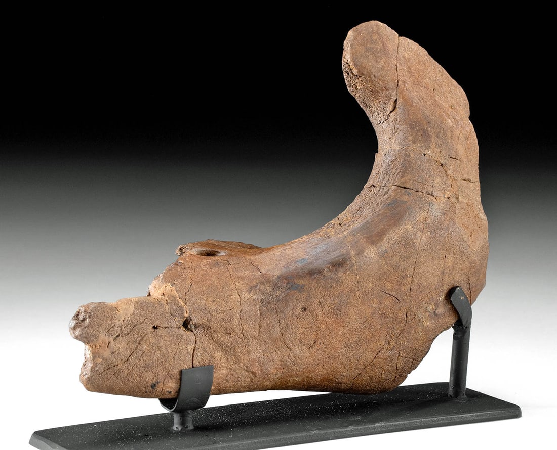 Rare Baby Triceratops Jawbone Fossil: North America, Lance Formation, Niobrary County, Wyoming, private land, late Maastrichtian age of the Late Cretaceous period, ca. 68 to 66 million years ago. What an amazing find! Lower jaw bone of ju