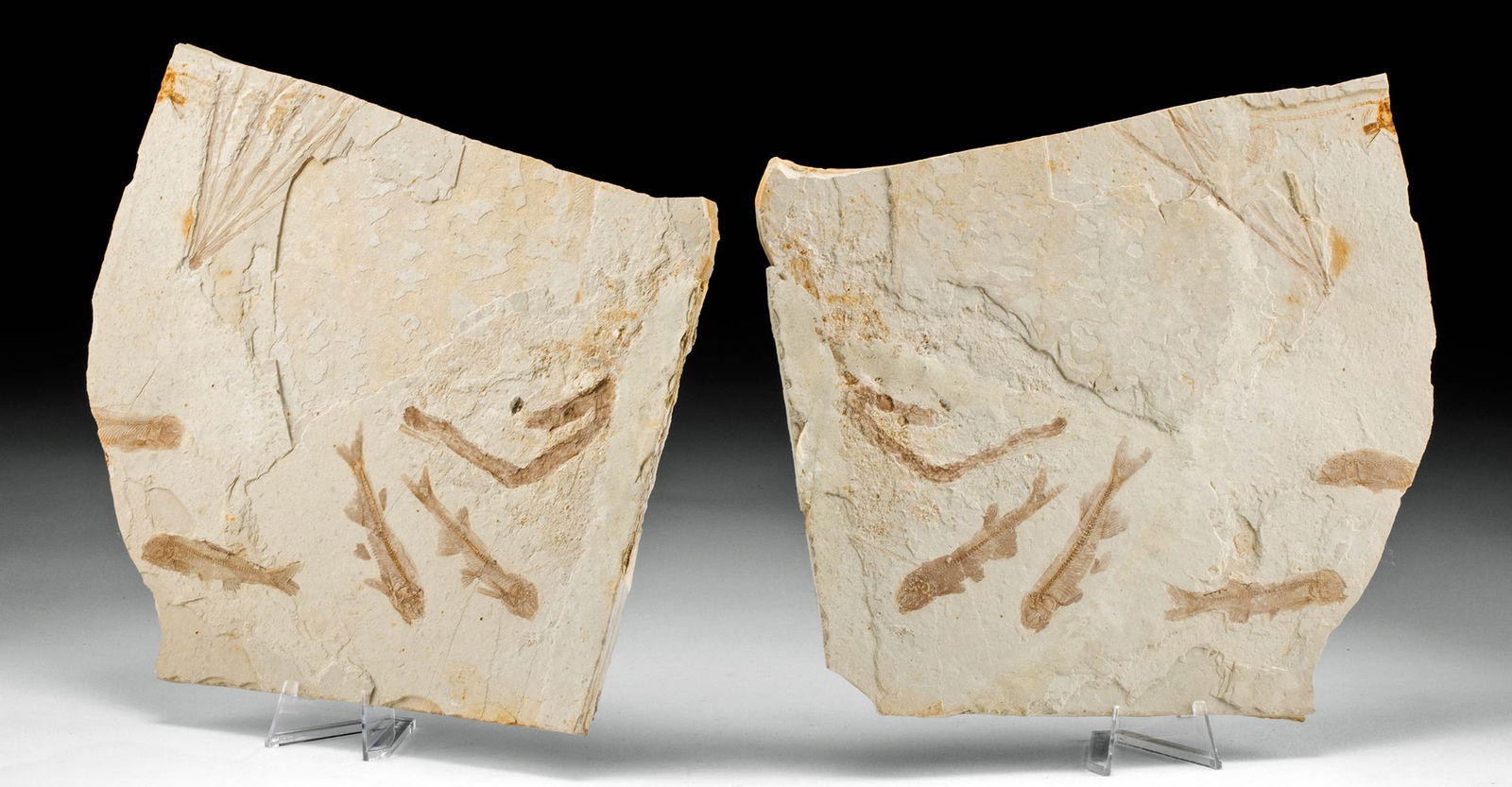 Split Matrix of Fossilized Lycoptera Fish (2 pcs) (1 of 3)