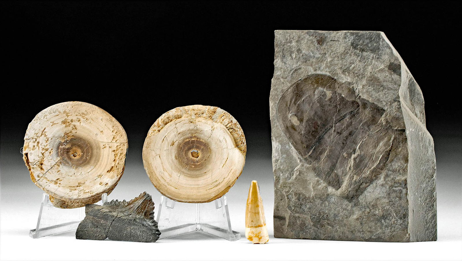 5 Fossils - Shark Vertebrae, Teeth, & Sea Scorpion: **Originally Listed At $200** North America, Kansas, Cretaceous, ca. 145.5 to 65.5 million years ago; North America, Illinois, Pennsylvanian age, ca. 318 to 299 million years ago; North Africa, Morocc