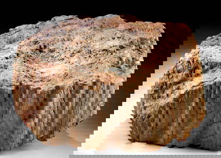 21+ Where Can I Sell Petrified Wood