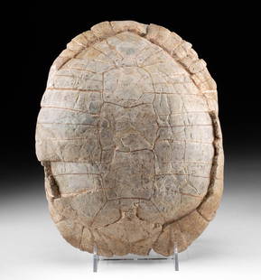 Large Fossilized Tortoise Shell - Stylemys Nebraskensis: North America, Western United States, South Dakota, Pennington County, Brule Formation, Oligocene, ca. 33 million years ago. A nearly complete fossilized shell - both the carapace and plastron- from