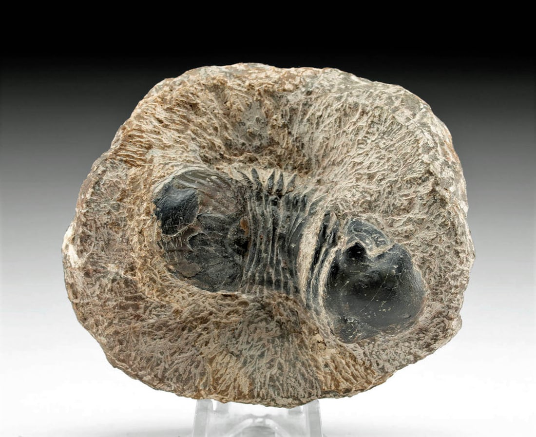 Fossilized Paralajurus Trilobite in Stone Matrix (1 of 4)