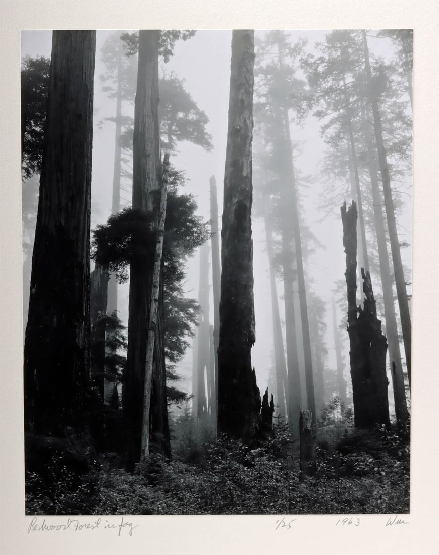 Bill Webb Photograph - "Redwood Forest in Fog" (1963) (1 of 4)