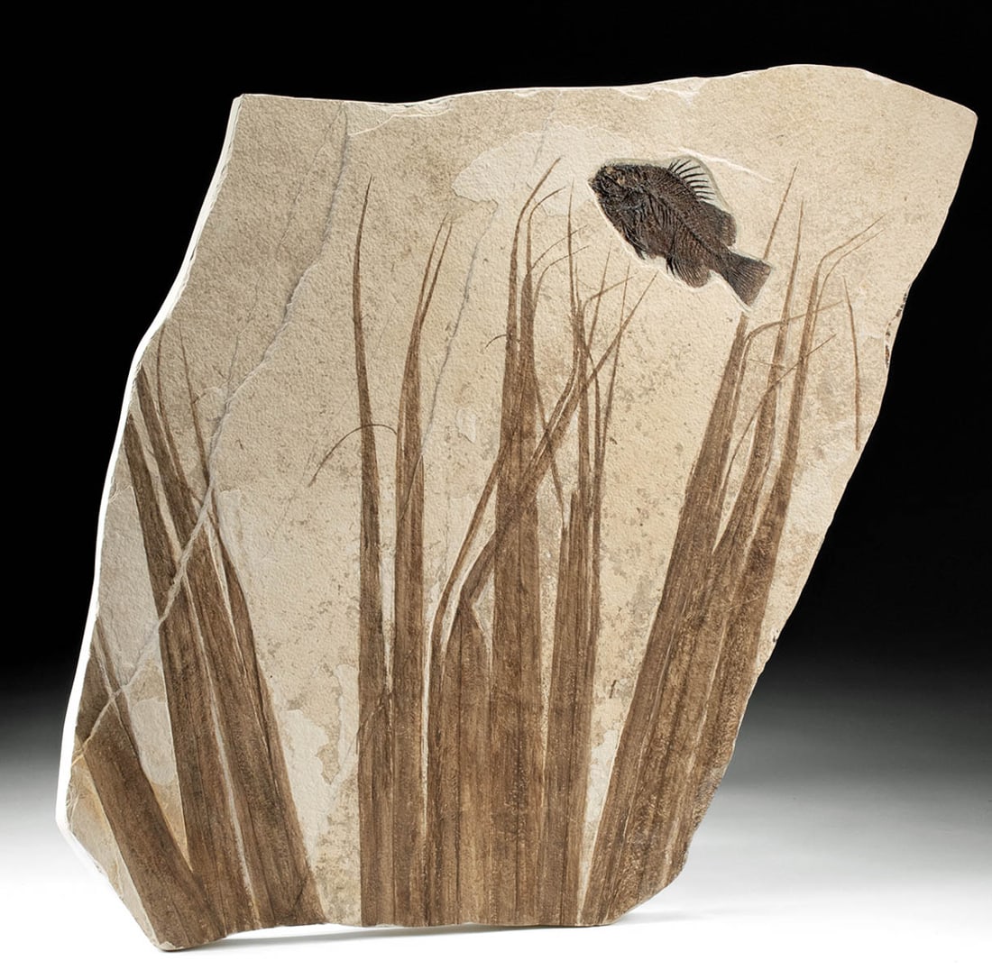 Large Fossilized Eocene Palm Frond Inlaid w/ Fish (1 of 3)