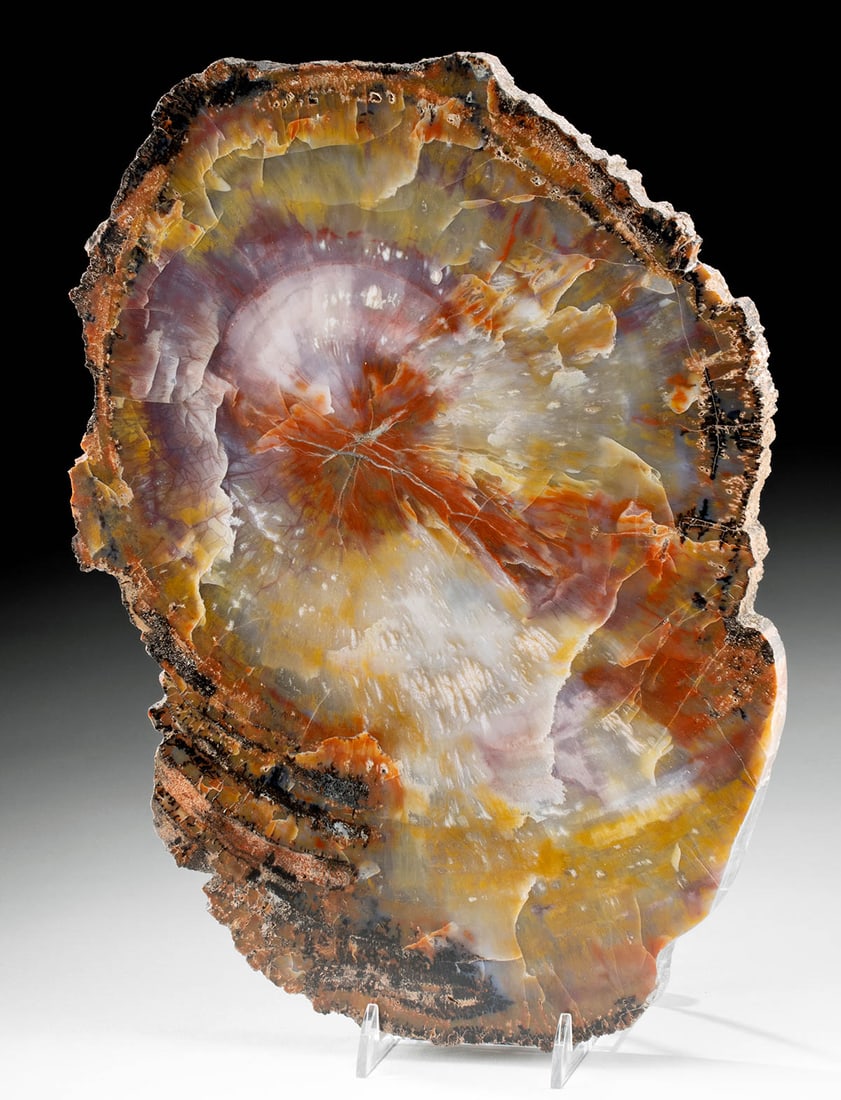 Fossilized Arizona Triassic Petrified Wood Slab (1 of 2)