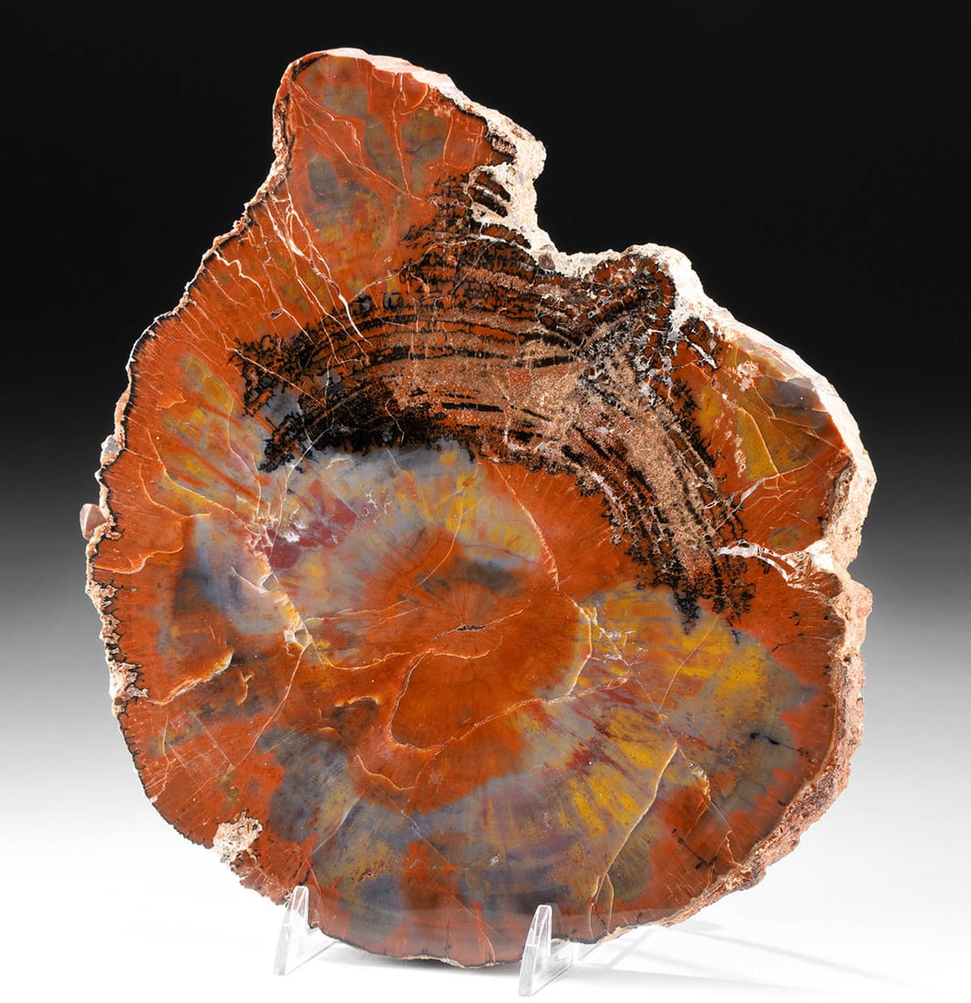 Gorgeous Arizona Triassic Petrified Wood Slab (1 of 2)