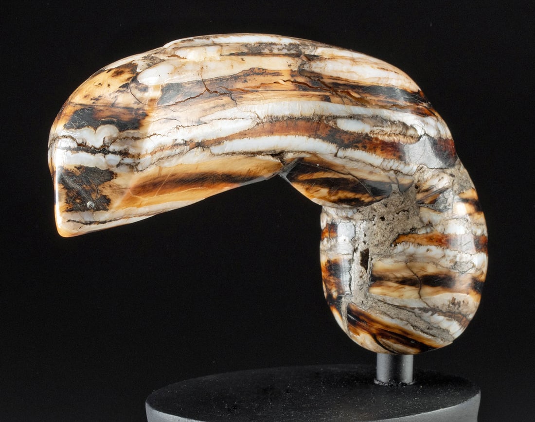 19th C. Indonesian Carved Fossil Kris Handle: Southeast Asia, Indonesia, ca. 19th century CE. A colorful handle - intended for a ceremonial kris dagger - that is hand-carved from a fossilized piece of bone. The layers include hues of cream, caram