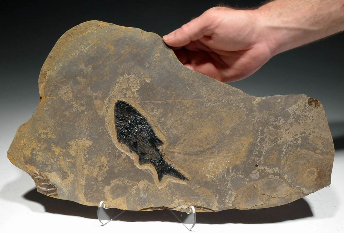 Prehistoric Permian Paramblypterus Fish Fossil (1 of 3)
