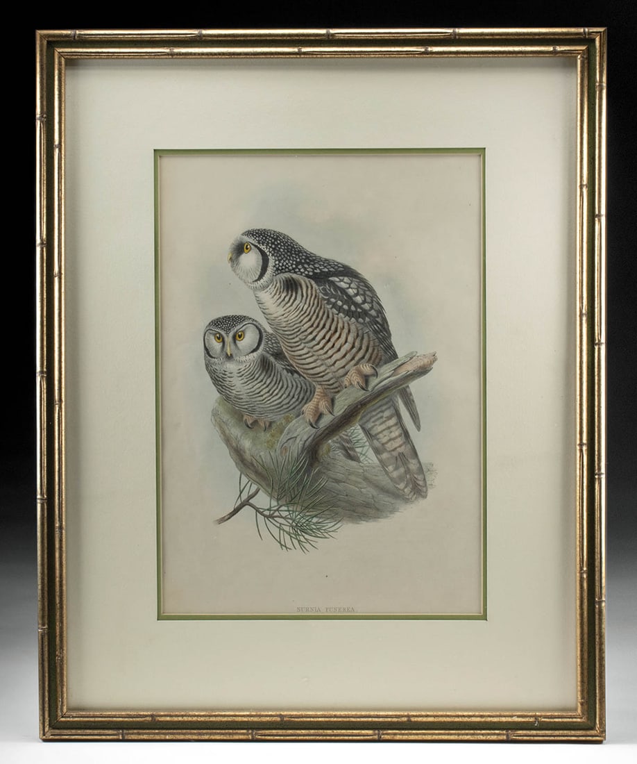 John Gould (Hawk Owl) Surnia Funerea (1 of 4)