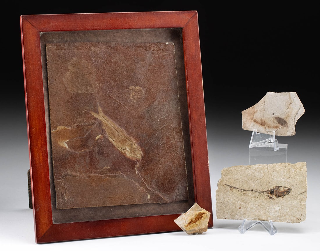 4 Knightia Fish & Leaf Fossils in Stone Matrices: North America, Wyoming, Green River Formation, Eocene Period, ca. 53.5 to 48.5 million years ago. A collection of North American fossils, a framed knightia fish, a leaf, and 2 unidentified fish, but p