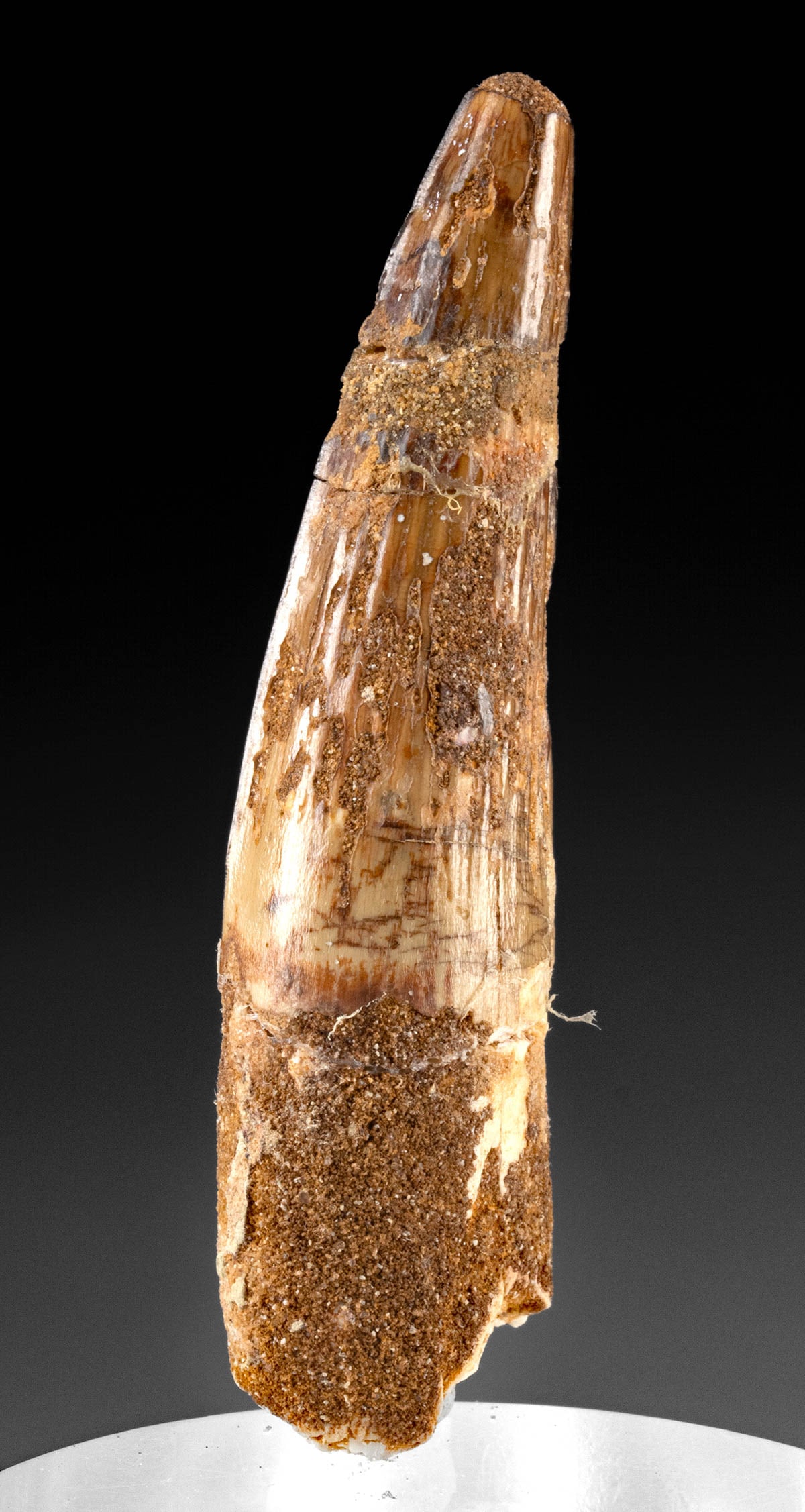 Fossilized Dinosaur Tooth From Spinosaurus (2.64"): **Originally Listed At $250** North Africa, early Cretaceous (Lower Albian to Lower Cenomanian), ca. 112 to 97 million years ago. A tooth from a Spinosaurus, one of the largest carnivorous dinosaurs. 