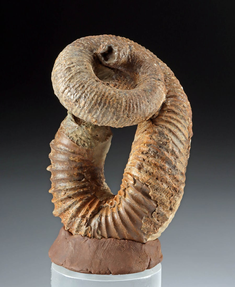 Fossilized Nostosceras Ammonite, Uncoiled Heteromorph (1 of 3)