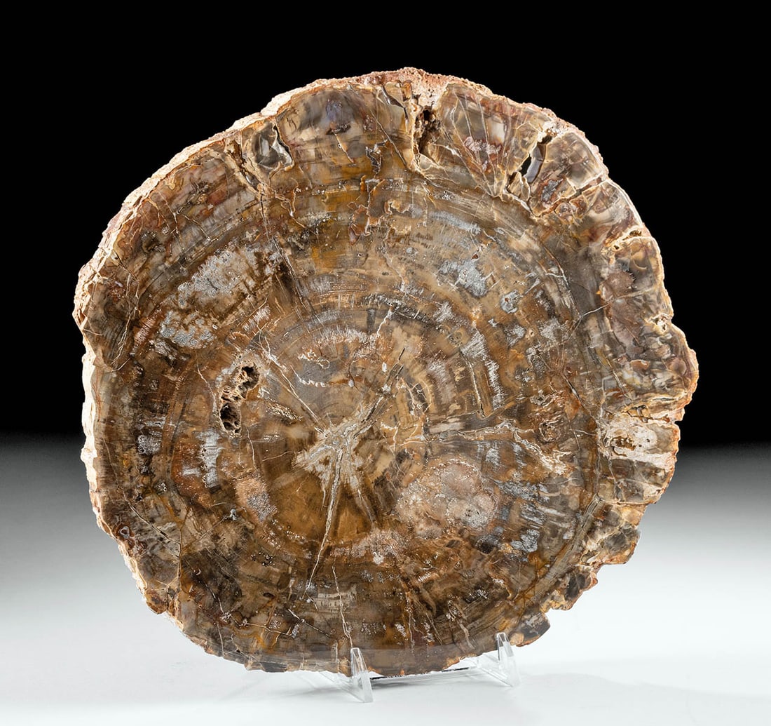 Madagascar Triassic Petrified Wood Fossil Slab (1 of 5)