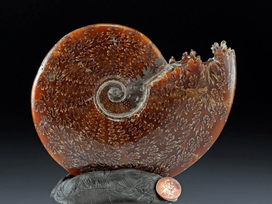 Lovely Madagascar Fossilized Sutured Ammonite Shell (1 of 3)
