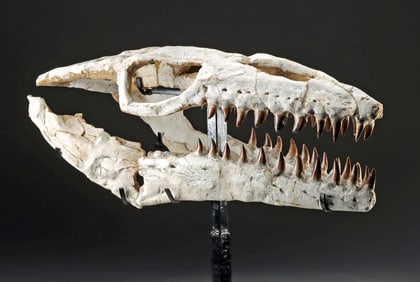 Rare Complete Prognathodon curri Skull & Jaws – Exceptional Fossil Largest Mosasaur