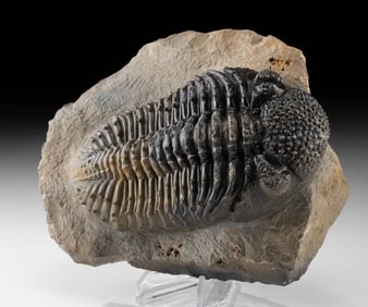 Exquisite Moroccan Devonian Drotops Trilobite Fossil in Matrix