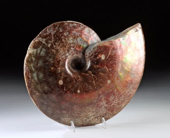 Fossilized Ammonite Fiery Iridescence & Preserved Teeth Marks