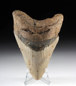Fossilized 4.6” Megalodon Shark Tooth