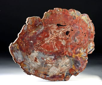 Arizona Triassic Petrified Wood Slab – Striking Fossilized Remnant