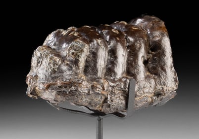 Indonesian Pleistocene Fossilized Stegodon Molar Tooth