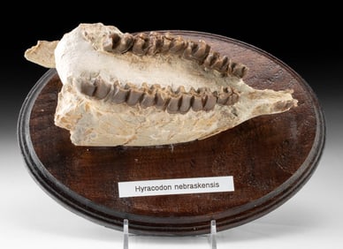 Fossilized Hyracodon nebraskensis Lower Jawbone – Exceptional Specimen
