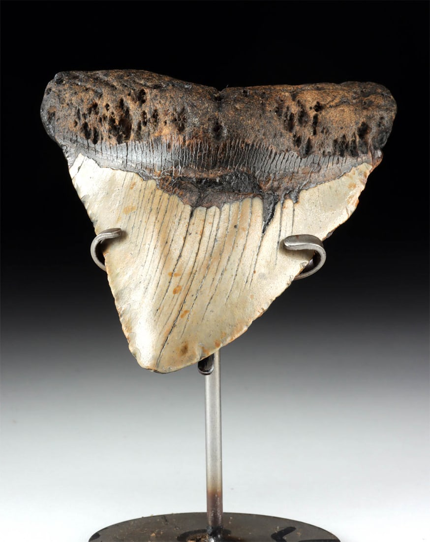 Fossilized Megalodon Shark Tooth, 5.2" Long!: Ancient Seas, Middle Miocene to end of Pliocene eras, ca. 23 to 2.6 million years ago. A fossilized tooth from a prehistoric megalodon shark - the largest fish or shark to ever exist! This impressive 