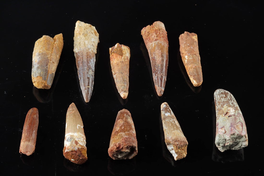 10 Early Cretaceous Spinosaurus Dinosaur Teeth: North Africa, early Cretaceous (Lower Albian to Lower Cenomanian), ca. 112 to 97 million years ago. A collection of 10 teeth from Spinosaurus, one of the largest species of carnivorous dinosaur. Each 