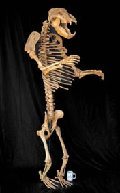 Fully-Articulated Pleistocene Cave Bear Skeleton (Male)