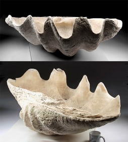 Huge Tridacna Fossil Shell, Late Miocene to Late Pleistocene