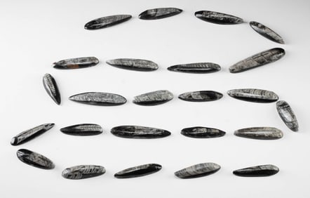 24 Prehistoric Devonian Orthoceras Shell Fossils