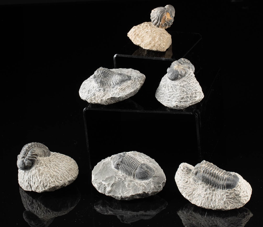 6 Devonian Fossilized Trilobites (Stone Matrix) (1 of 4)
