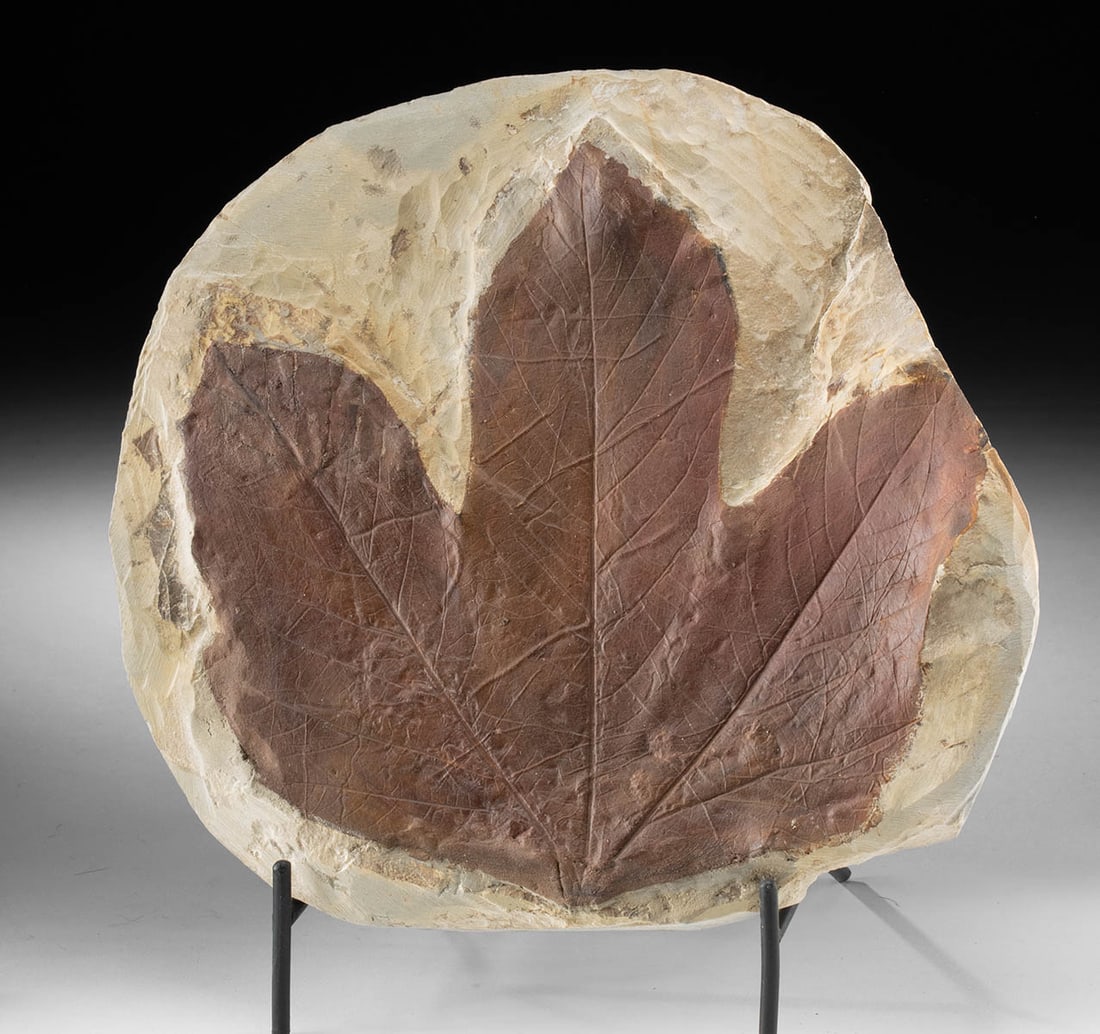 Large Cretaceous / Paleocene Fossilized Sycamore Leaf (M. nobilis) (1 of 3)