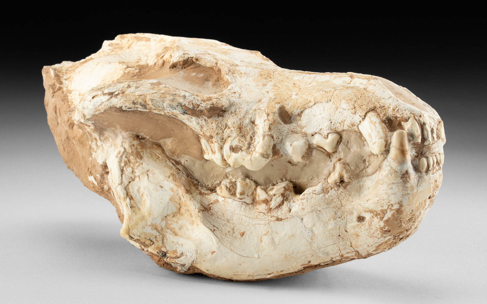 Complete Miocene Fossilized Hyena Skull (Adcrocuta): **Originally Listed At $2000** Central Asia, Late Miocene, ca. 11.6 million years ago. An absolutely amazing, fossilized skull from a prehistoric hyena, a genus known as Adcrocuta. This skull bears a