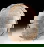 Huge Stylemys Nebraskensis Shell - Fossilized Tortoise