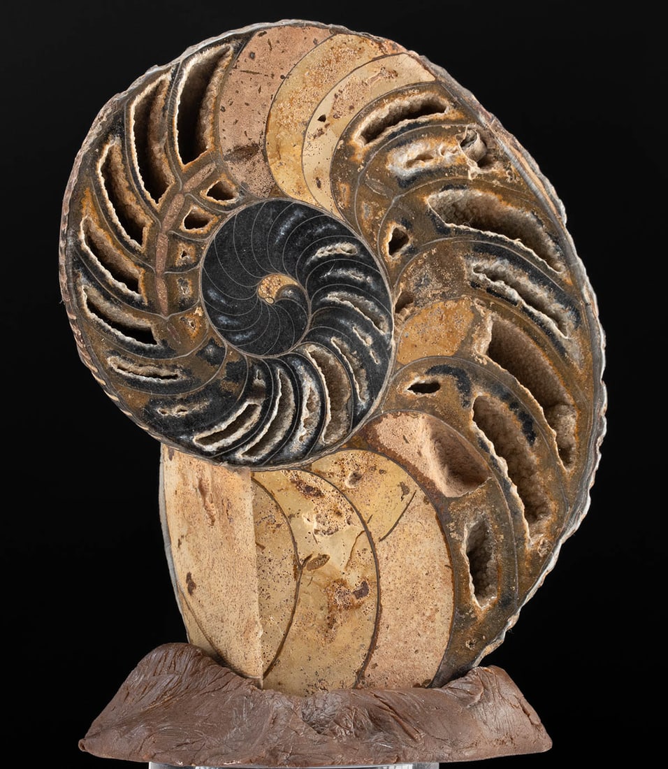 Jurassic Ammonite Shell Fossil, Crystal Formations (1 of 3)