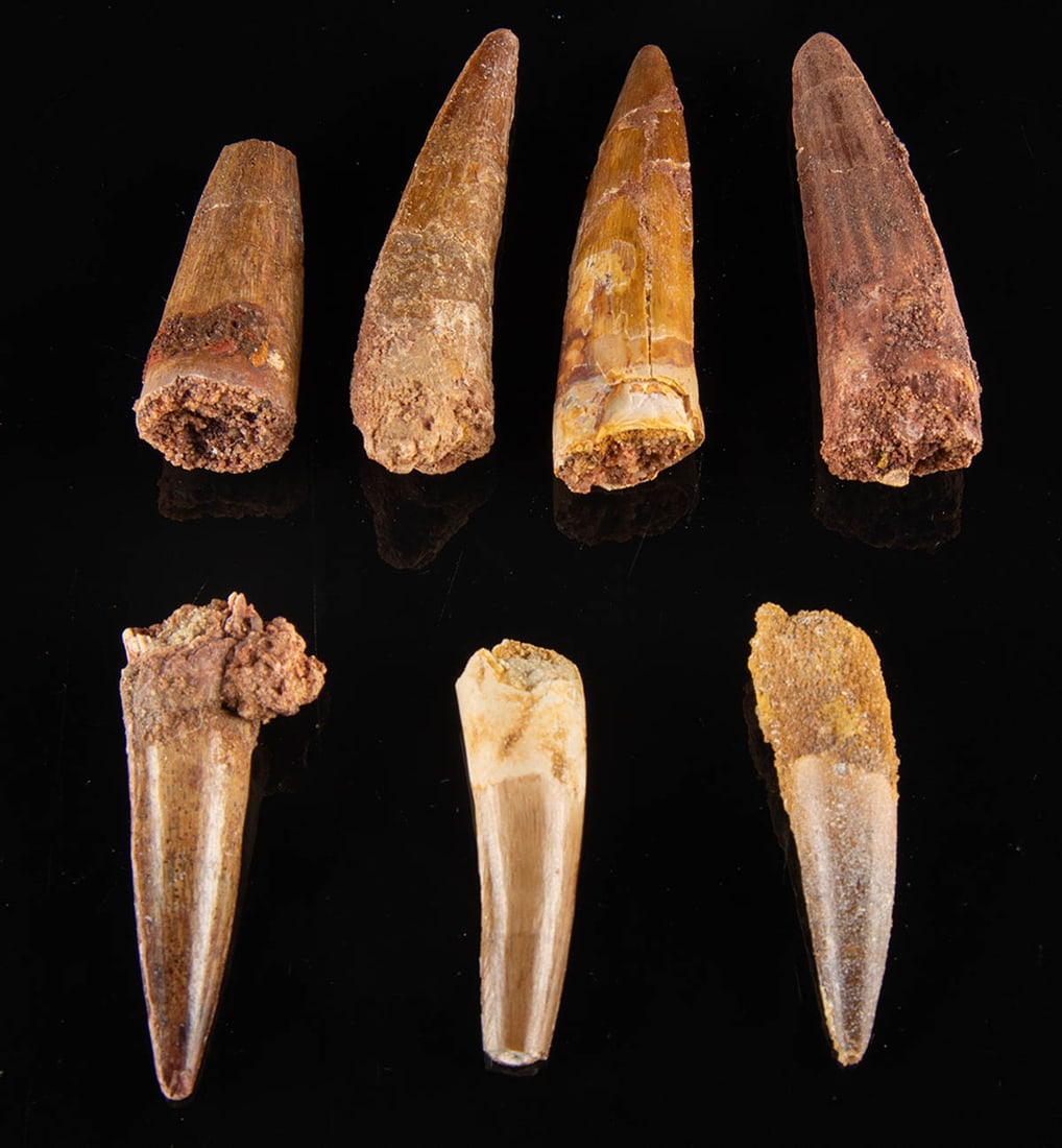 7 Fossilized Spinosaurus Dinosaur Teeth: North Africa, early Cretaceous (Lower Albian to Lower Cenomanian), ca. 112 to 97 million years ago. A collection of 7 teeth from Spinosaurus, one of the largest species of carnivorous dinosaur. Each t