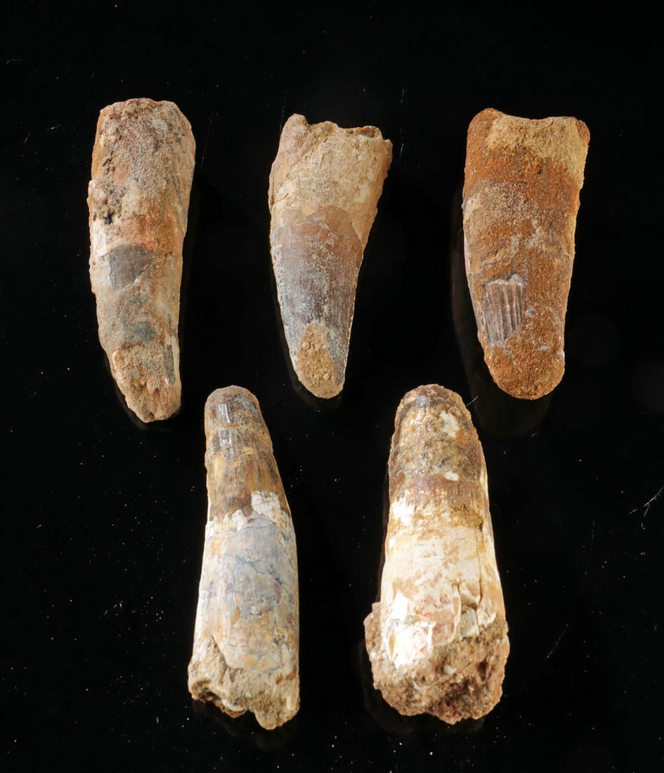 5 Fossilized Spinosaurus Dinosaur Teeth: North Africa, early Cretaceous (Lower Albian to Lower Cenomanian), ca. 112 to 97 million years ago. A collection of 5 teeth from Spinosaurus, one of the largest species of carnivorous dinosaur. Each t